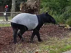 Malayan tapir