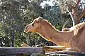 Dromedary camel