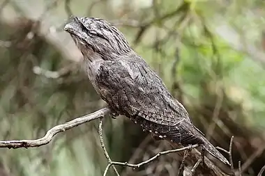 Image 4Tawny FrogmouthPhoto: Benjamint444The Tawny Frogmouth (Podargus strigoides) is a large species of frogmouth found throughout the Australian mainland, Tasmania, and southern New Guinea. Unlike the owl for which it is often mistaken, the Tawny Frogmouth is not a bird of prey. Instead, it is almost exclusively insectivorous. For defense, it relies on cryptic camouflage, standing still to appear part of a branch.More selected pictures