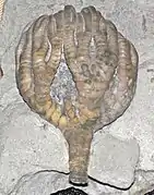 Taxocrinus (Mississippian, Indiana)