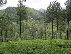 Tea plantations at Chinnar, near Elappara