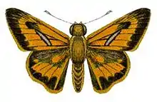 Krefft's darter(Telicota augias krefftii(Macleay, 1866)).