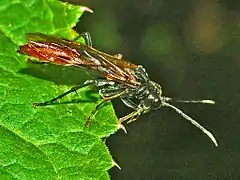 T. livida, female