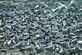 A dense colony of Sandwich terns (Sterna sandvicensis)