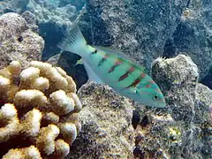 Sixbar wrasse (Thalassoma hardwicke)