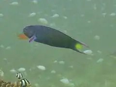 Moon wrasse (Thalassoma lunare)