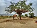 The camel stands under the shade of a tree to bask in the heat.