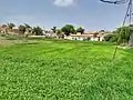 Lush green field in Thamewali.