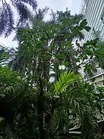 An ascending view of the trees in The Oasis