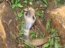 Image 30The Binocellate Cobra(naja naja) (from List of snakes of South Asia)