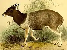 Drawing of brown and white bovid