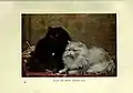 The book of the cat (Plate (2)) BHL23996405 featuring a Black and White Persian cat