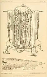 #30 (25/11?/1873)Line drawings taken from two photographs of the Logy Bay specimen (Verrill, 1880a:pl. 13). Note that the upper illustration is based on a slightly different frame to the preceding photo (as evidenced by the contrasting arrangement of arm tips on the lower left, which are closer to those seen in this version).
