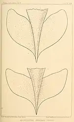 #42 (24/9/1877)Ventral views of the supposedly anteriorly-free caudal fins of the Catalina specimen (top: after several days in alcohol; bottom: after several months in same), now known to be a preservation artefact (Verrill, 1880a:pl. 19)