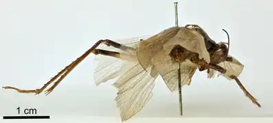 The lateral habitus of a P. obscura specimen collected in India.