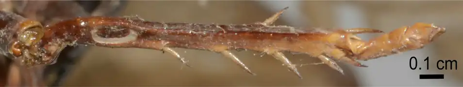 The tympanal organ of a P. obscura specimen collected in India.