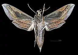 Female, ventral view