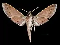 Ventral view of female