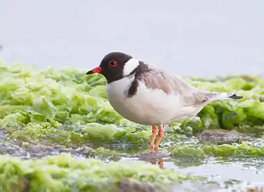 Image 15Hooded PloverPhoto: JJ HarrisonThe Hooded Plover (Thinornis rubricollis) is a species of bird endemic to southern Australia and Tasmania. It is medium in size for a plover, stocky, and pale in color. Its length is 190 to 230 mm (7.5–9.1 in) and its wing-span 230 to 440 mm (9.1–17.3 in). Males and females are similar in appearance. With a population of about 7,000 individuals, it is classified as vulnerable.More selected pictures