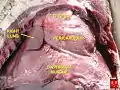 Thymus of a fetus