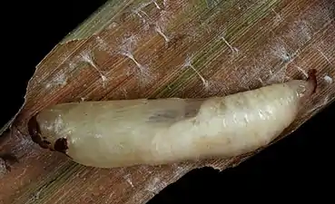 Chrysalis