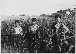 Cornfield on Red Lake c. 1938