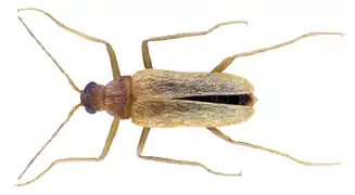 Thylodrias contractus male