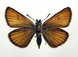 dorsal view