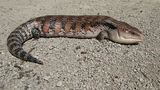 Northern blue-tongued skink