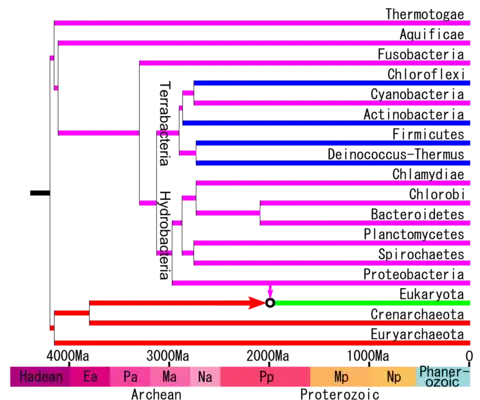 A timetree redrawn showing the division of Hydrobacteria and Terrabacteria.