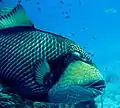 Balistoides viridescens, the Titan triggerfish, will guard its nest aggressively if eggs are present. Attacks can be severe and leave wounds requiring stitches.
