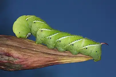 Image 48A tobacco hornworm (Manduca sexta) in Urbana. Image credit: Daniel Schwen (from Portal:Illinois/Selected picture)