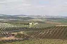 Olive orchards with Arjona in the distance