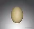 Egg from Atar, Mauritania