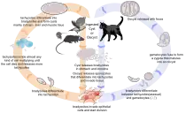 Lifecycle of the Toxoplasma parasite