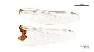 Female Tramea loewii wings