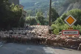 A flock of sheep being herded on the D994 road, at the entrance to Montclus