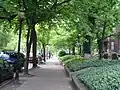 Tree lined 4th Street in Old Louisville