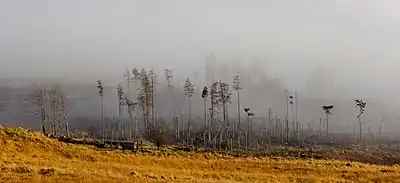A bank of trees shrouded in fog on the northern shores of Loch Tay