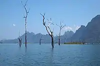 Trees rising out of Cheow Lan Lake.