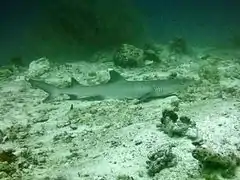 A coral shark (Triaenodon obesus)