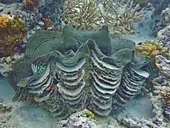 An organ clam Tridacna squamosa