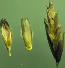 Individual florets and spikelet