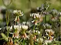 Trifolium repens in Kullu District of Himachal Pradesh, India.