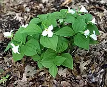 A sterile hybrid between Trillium cernuum and T.&nbsp;grandiflorum[citation needed]