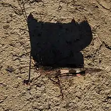 Trimerotropis fontana