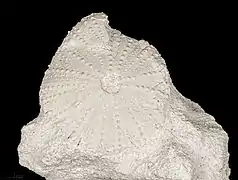 Fossile de Tripneustes parkinsoni (Burdigalian, MHNT).