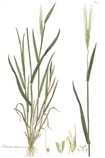 Botanical illustration of einkorn wheat