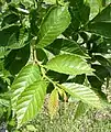 Foliage in midsummer