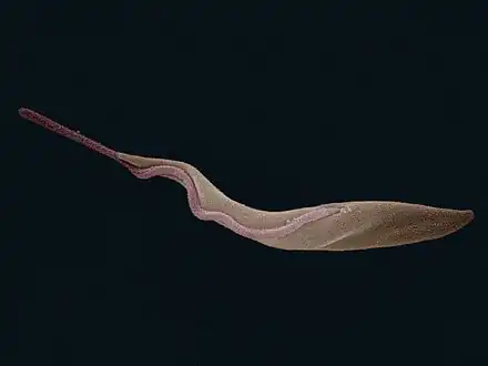 Trypanosoma brucei (Euglenozoa: Kinetoplastida)